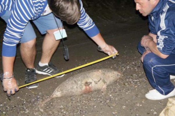 Delfini eşuaţi pe plajele litoralului românesc